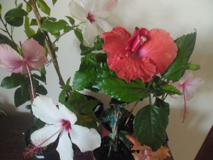 014 - Hibiscus 2014-1