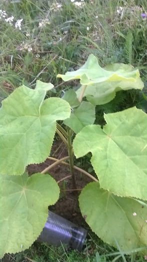 WP_20140824_015 - locul plantatiei