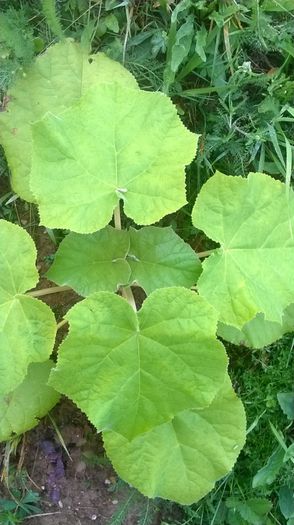 WP_20140824_016 - locul plantatiei