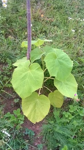 WP_20140824_017 - locul plantatiei