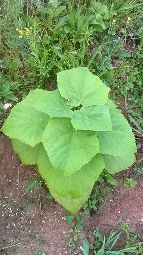 WP_20140824_018 - locul plantatiei