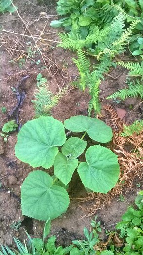 WP_20140824_019 - locul plantatiei