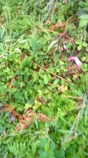 WP_20140824_020 - locul plantatiei