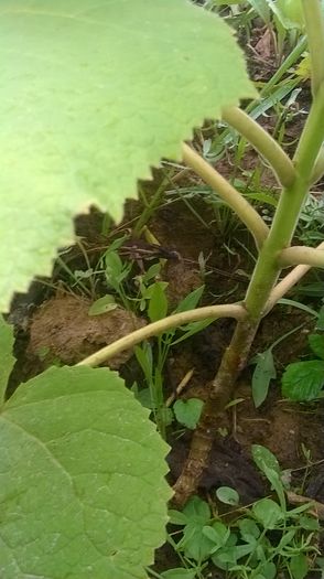 WP_20140824_021 - locul plantatiei