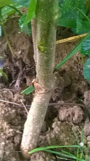 WP_20140824_030 - locul plantatiei