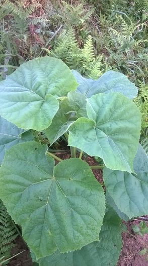 WP_20140824_033 - locul plantatiei