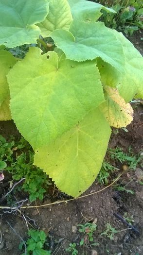 WP_20140824_035 - locul plantatiei
