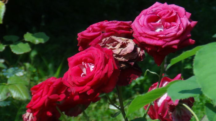 DSC03815 - i-trandafiri2014-2