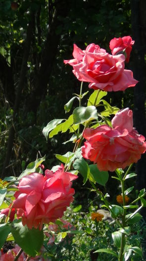 DSC03856 - i-trandafiri2014-2
