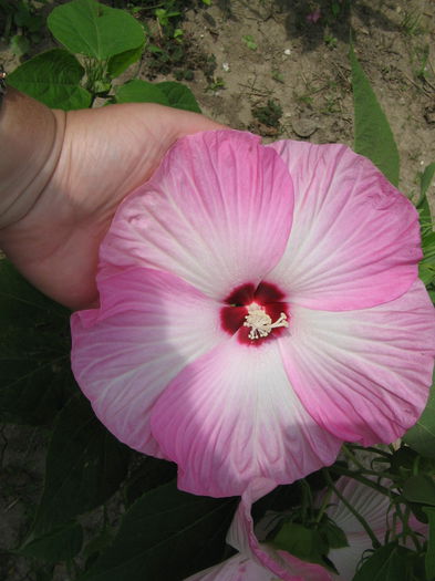 IMG_1072 - Hibiscus Gradina