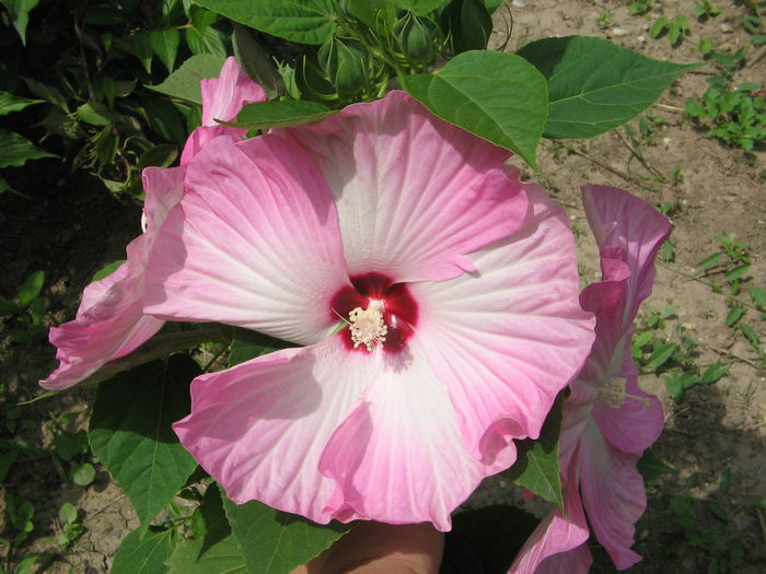 IMG_1073 - Hibiscus Gradina