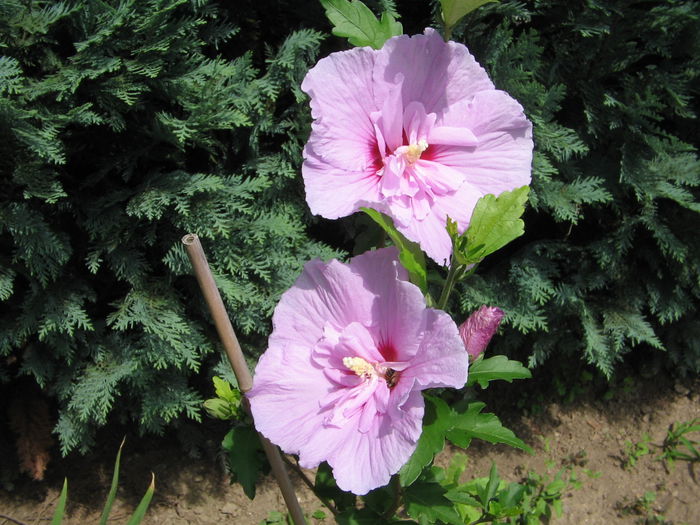 IMG_1074 - Hibiscus Gradina