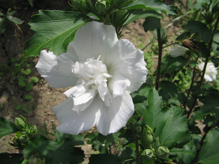 IMG_1075 - Hibiscus Gradina