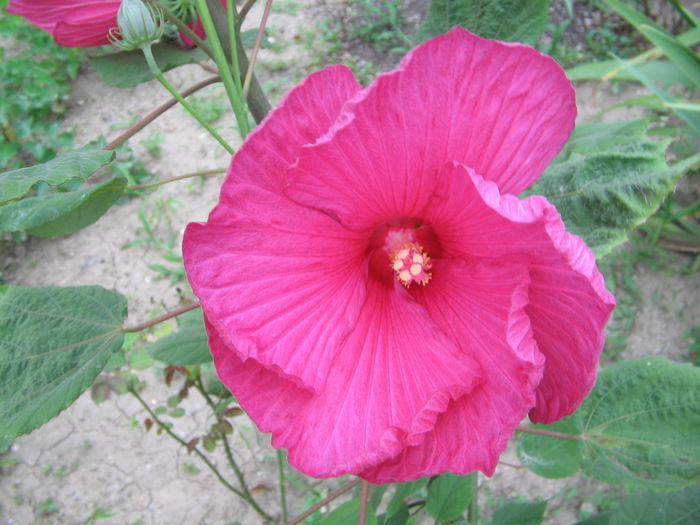 IMG_1079 - Hibiscus Gradina