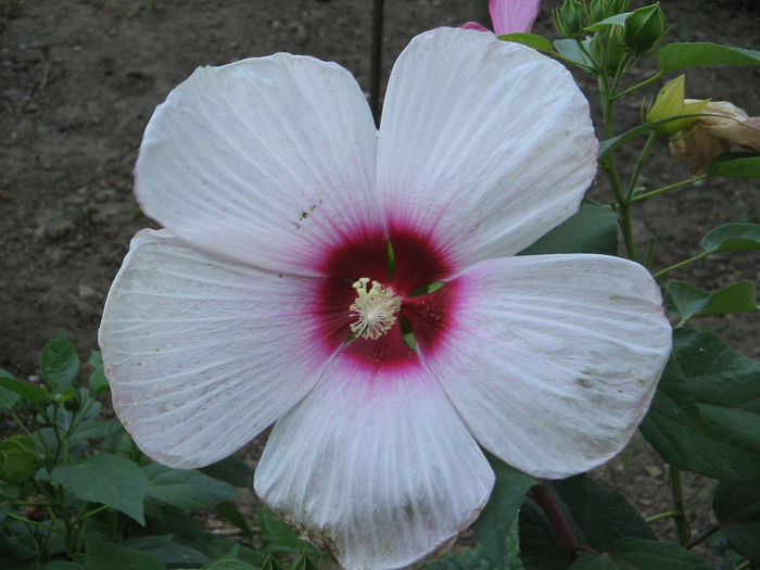 IMG_1140 - Hibiscus Gradina