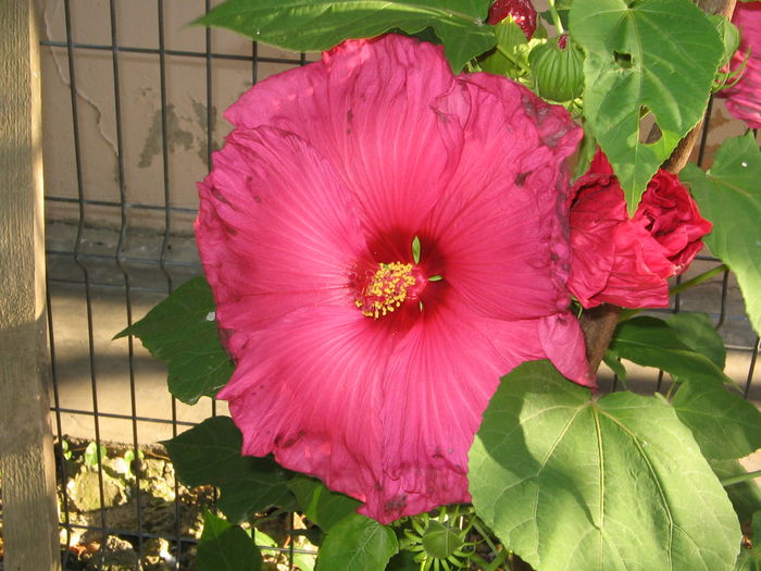 IMG_1141 - Hibiscus Gradina