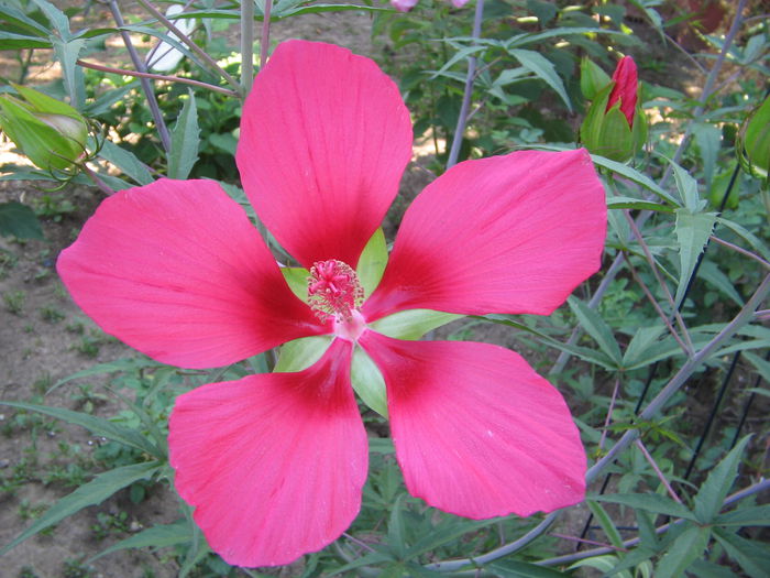 IMG_1185 - Hibiscus Gradina