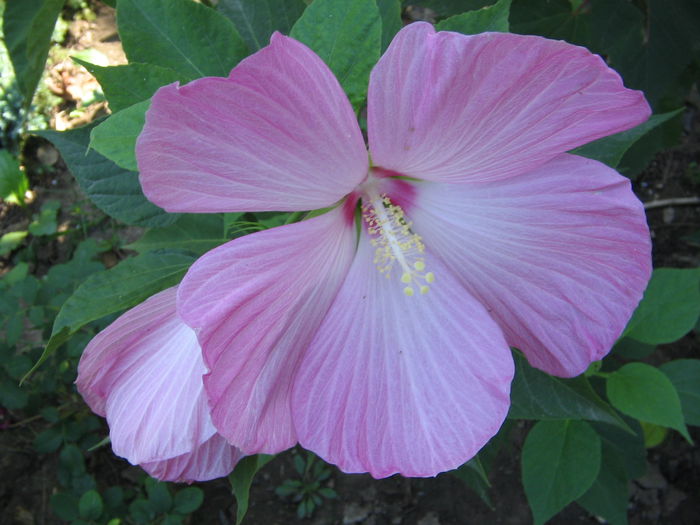 IMG_1189 - Hibiscus Gradina