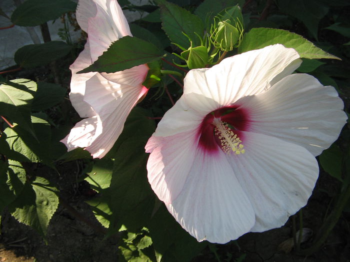 IMG_1190 - Hibiscus Gradina