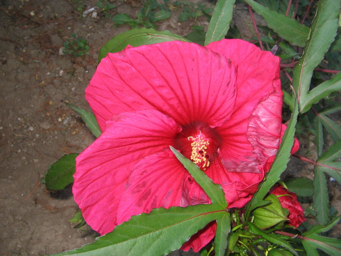 IMG_1191 - Hibiscus Gradina