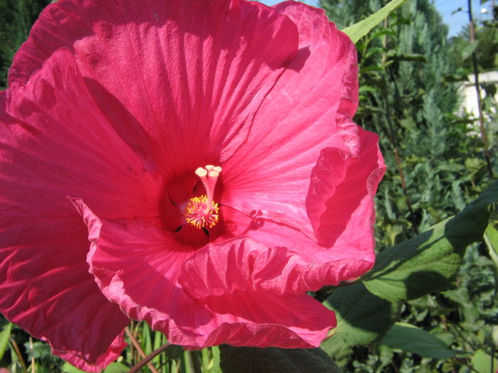 IMG_1192 - Hibiscus Gradina