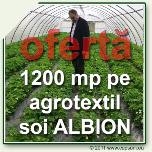 5_oferta_1200_albion - Comanda nr 4 stoloni capsuni ALBiON  Toamna 2014