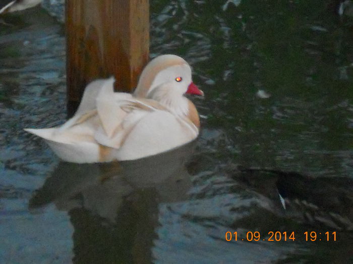 DSCN6393 - Rate Mandarine Albe