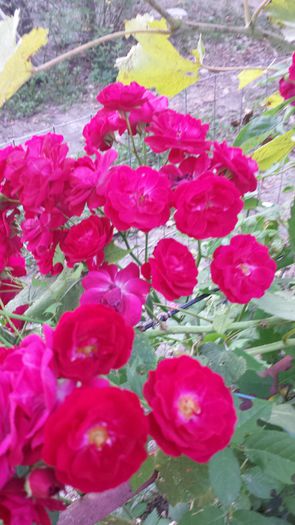 20140831_183149 - Florile mamei 2014