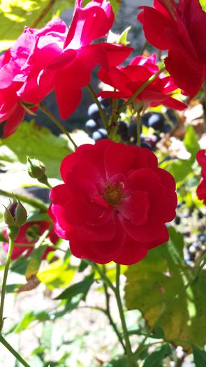 20140831_145113 - Florile mamei 2014