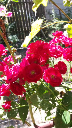 20140831_145055 - Florile mamei 2014