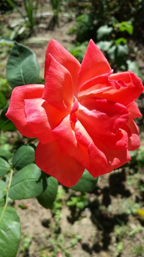 20140831_144740 - Florile mamei 2014