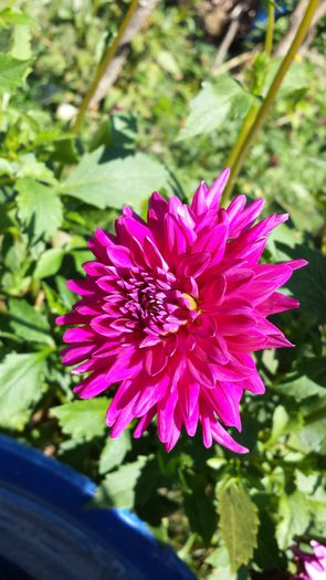 20140831_145519 - Florile mamei 2014