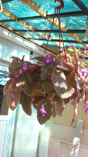 20140831_160352 - Florile mamei 2014