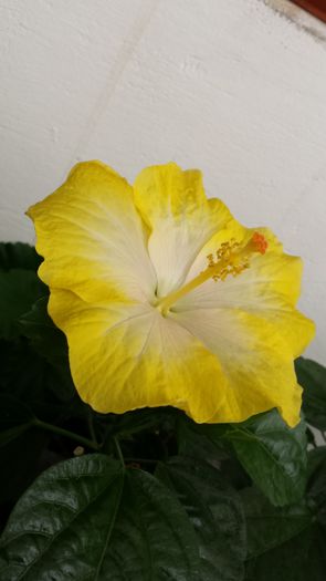 Emilly - Hibiscusi