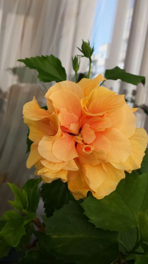 Classic Apricot