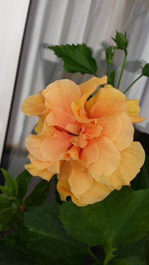 Classic Apricot - Hibiscusi