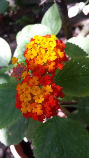 20140831_144120 - Florile mamei 2014