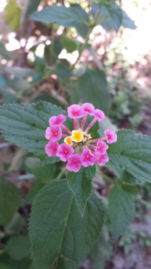 20140831_144133 - Florile mamei 2014