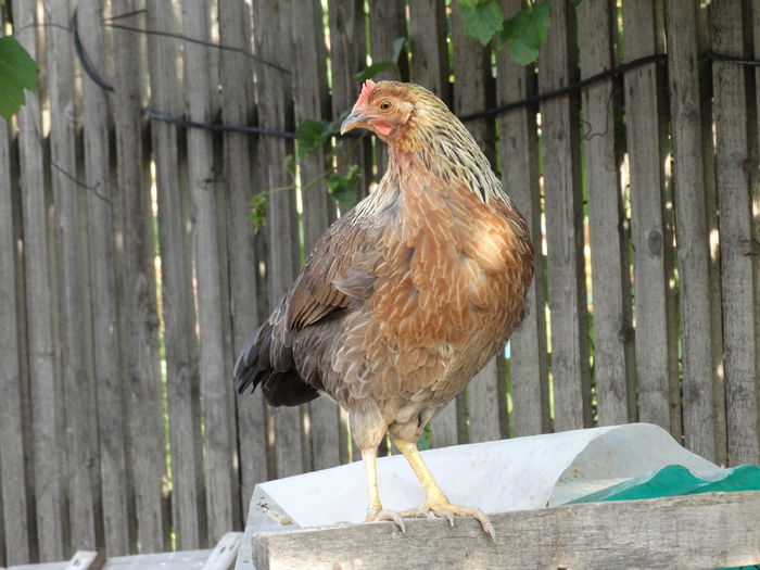 DSC01812 - Italiana Orange-Duckwing