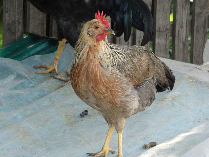 DSC01832 - Italiana Orange-Duckwing