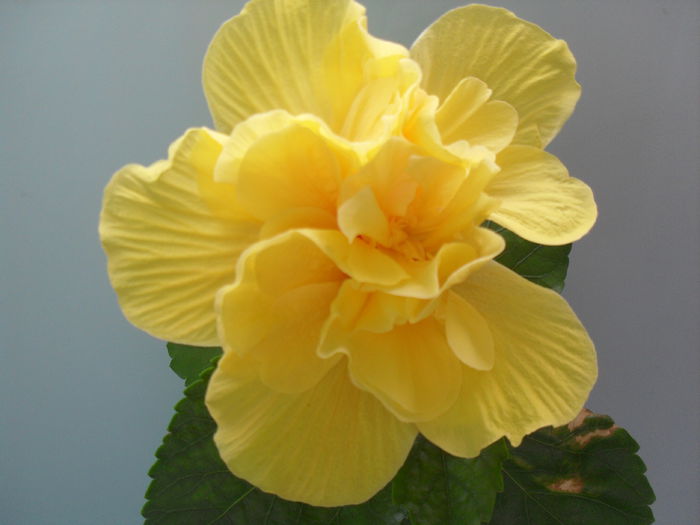 Hibiscus Koenig