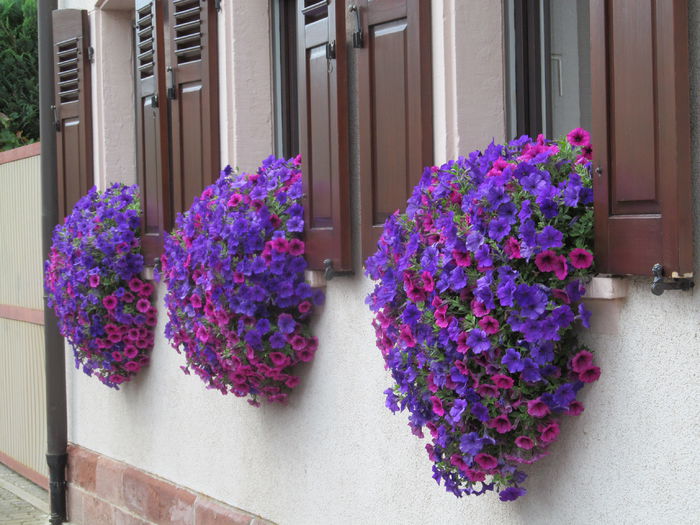  - Diverse 1 - Plimbari