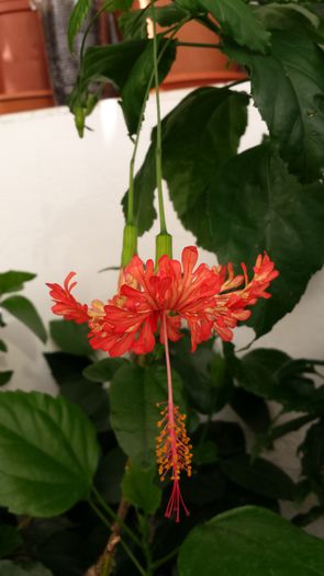 Schizopetalus