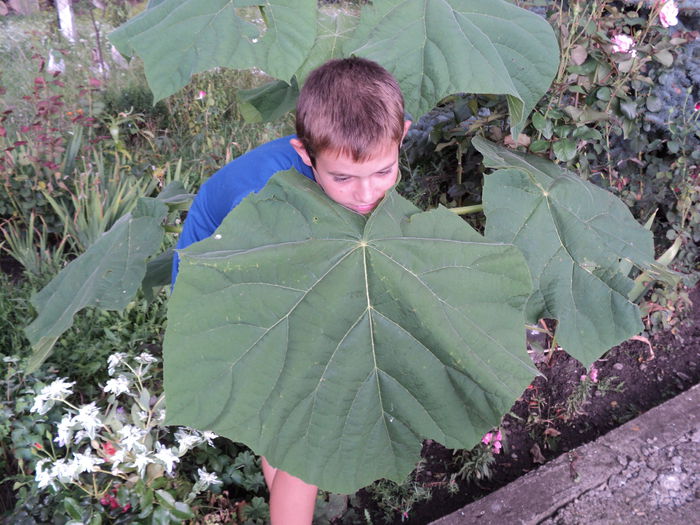 DSC04808 - 0-florile mele