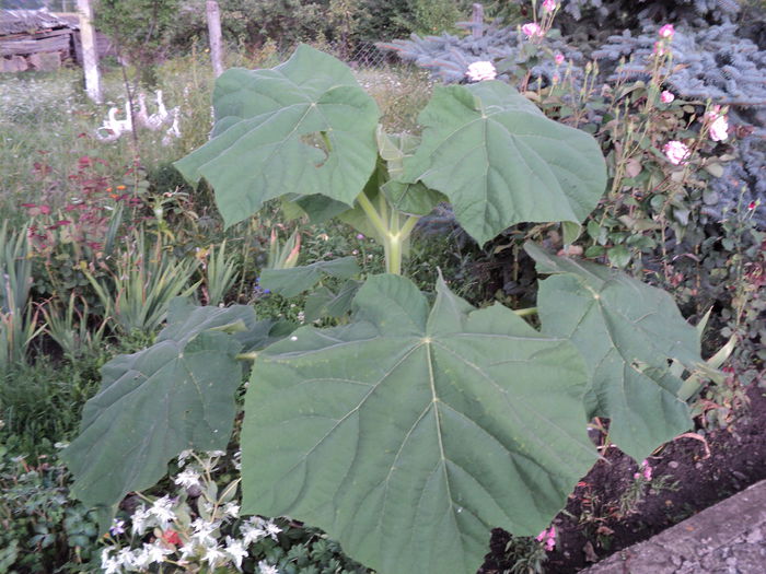 DSC04810 - 0-florile mele