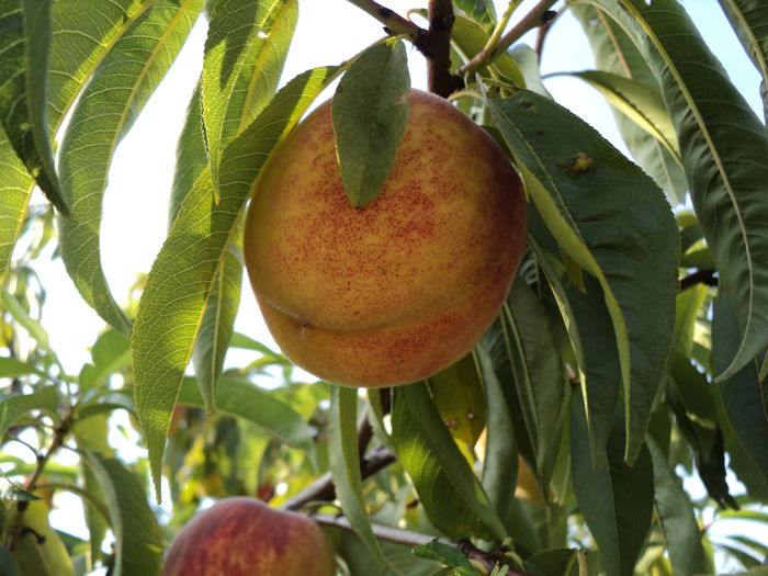 DSC04826 - 0-florile mele