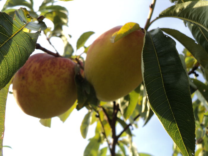 DSC04827 - 0-florile mele