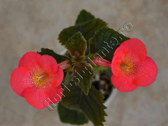 Achimenes Aquarius - ACHIMENES III