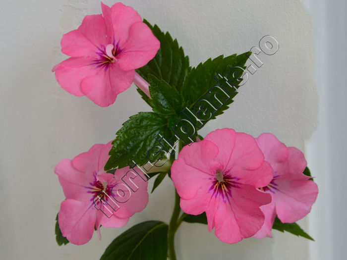 Achimenes Rosa Charm - ACHIMENES III