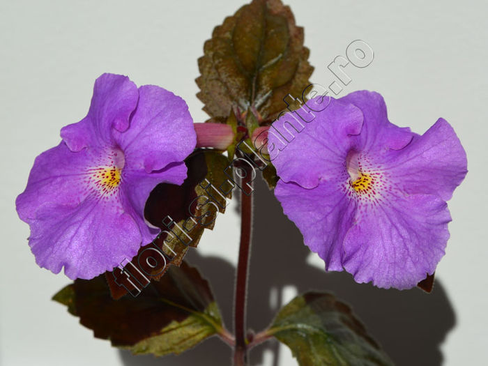 Achimenantha Texas Blue Bayou - ACHIMENES III